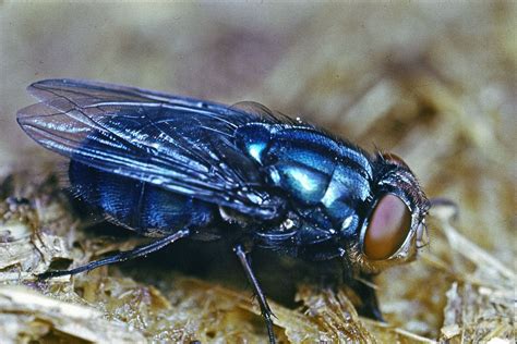 blue bottle fly insects